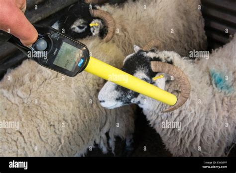 sheep eid tag readers uk